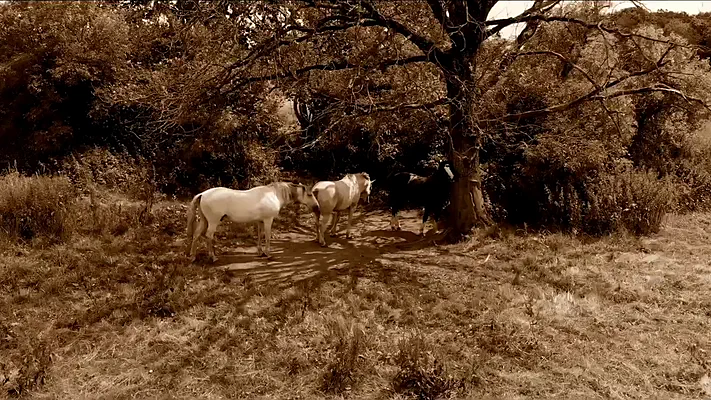 Drone footage 4 Two white horses under a tree in a pasture, in sepia tones.