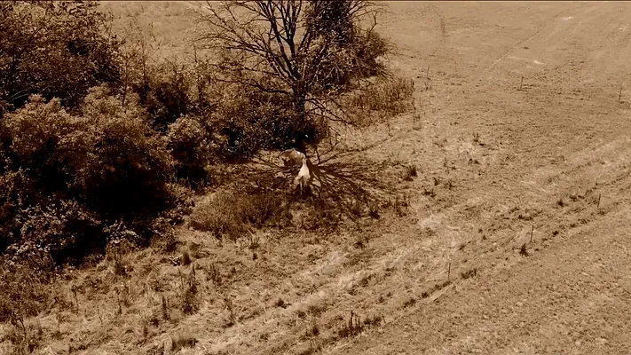 Drone footage 3 Aerial view of shrubs and a tree on a dry meadow, in sepia tones.